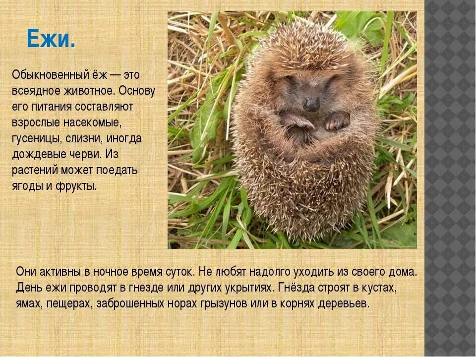 Описание ежа