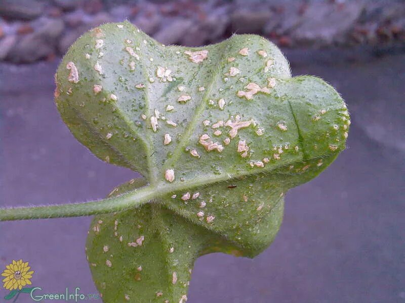 Geranium - Oedema - Cooperative Extension: Insect Pests, Ticks and Plant Disease