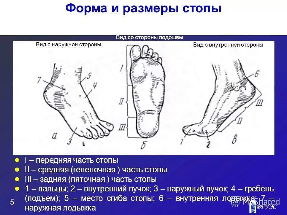 Как называется ступня ноги