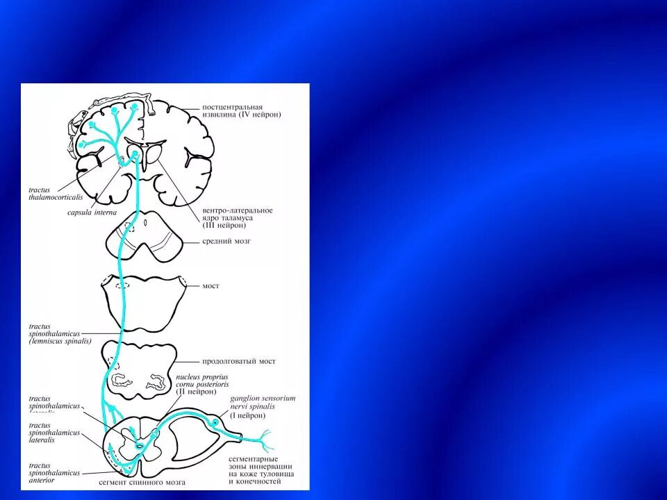 Латеральный спинно-таламический путь. Латеральный спиноталамический тракт. Проводящие пути ноцицептивного анализатора. Болевая и температурная чувствительность. Болевой температурный путь.
