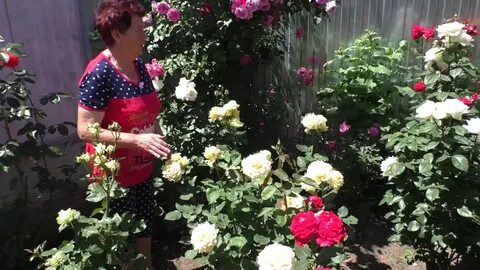 Розы пенза
