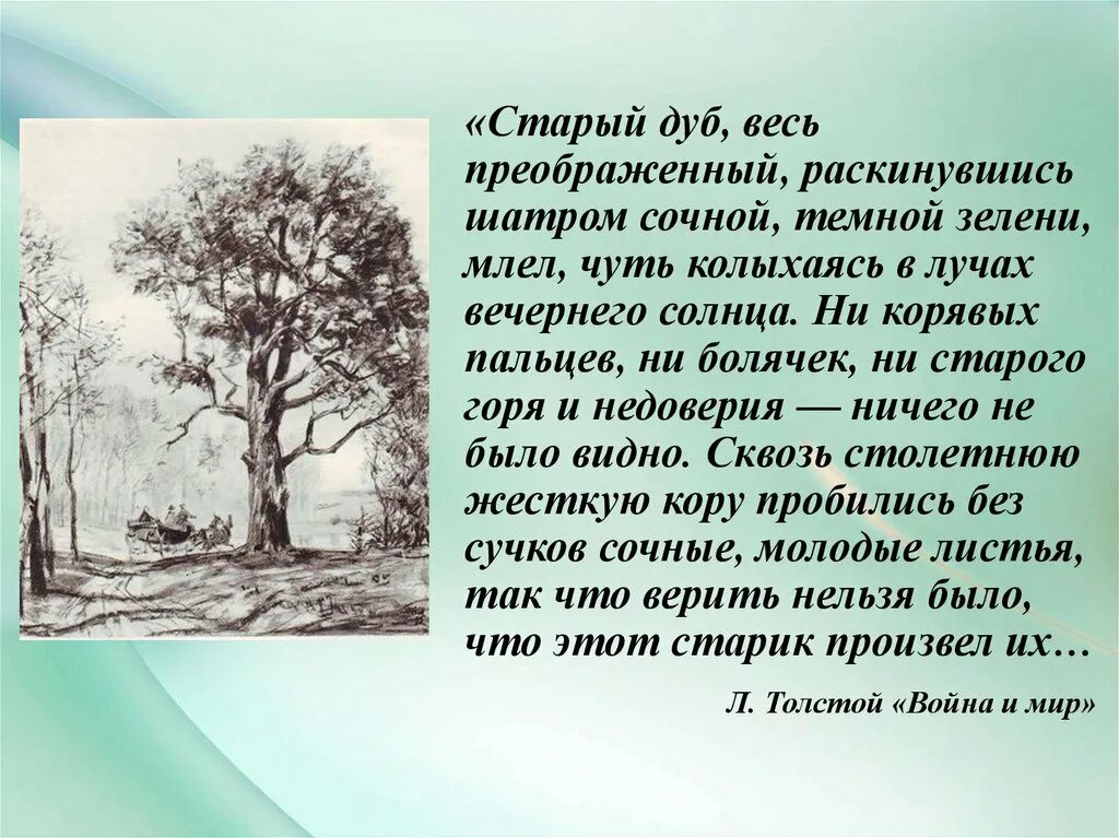 Толстой описывает дуб.