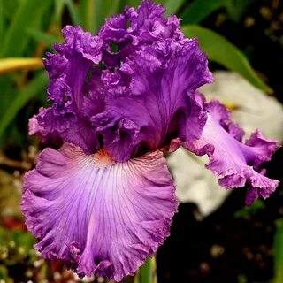 Rams iris