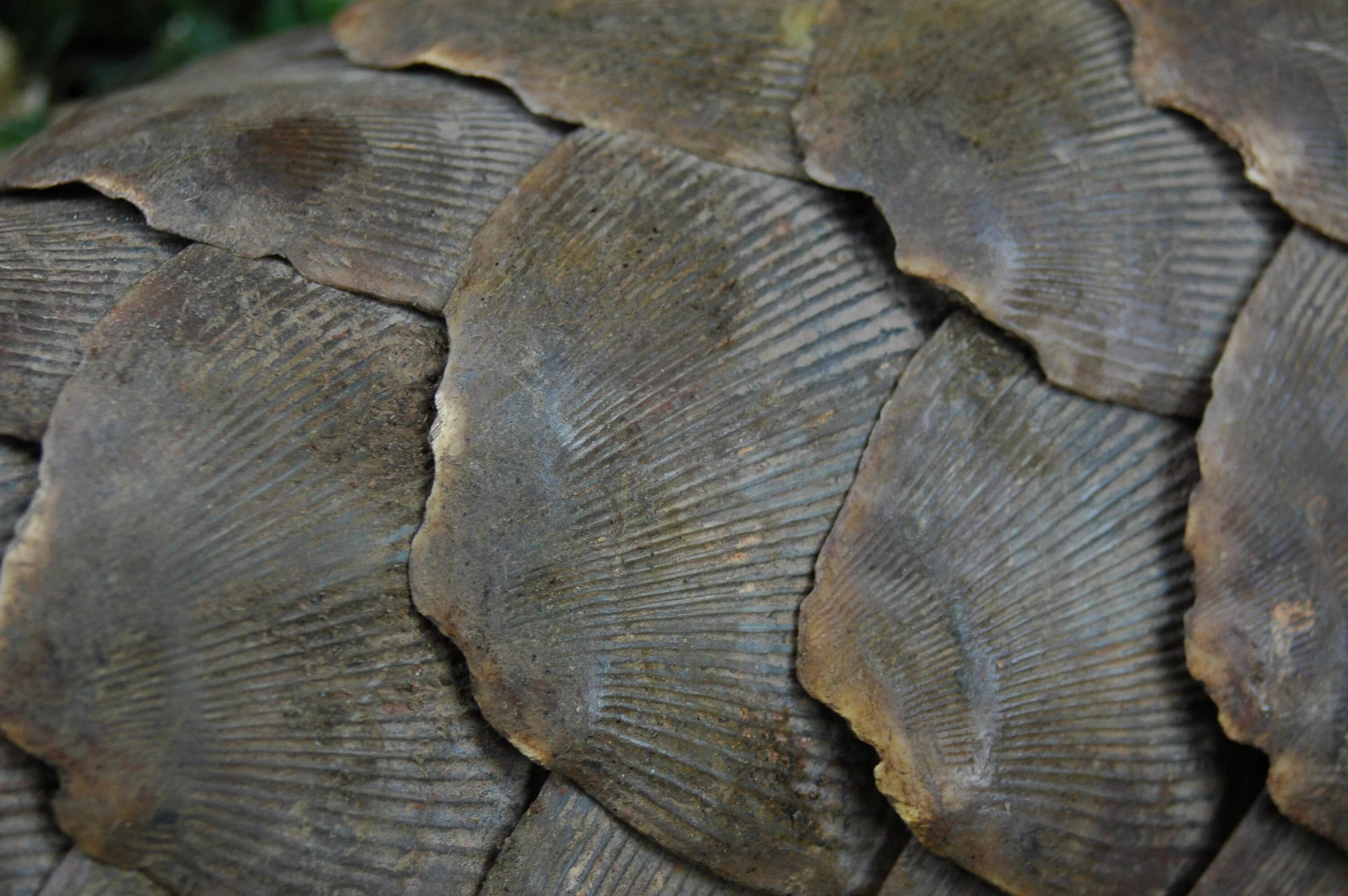 ктеноидная чешуя. чешуя комодского дракона. роговых чешуй. роговые чешуйки эпидермиса. роговые чешуйки.