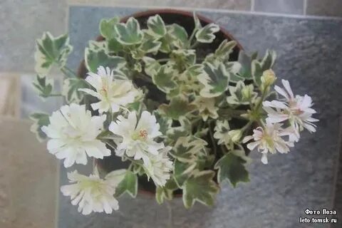 Silver snow