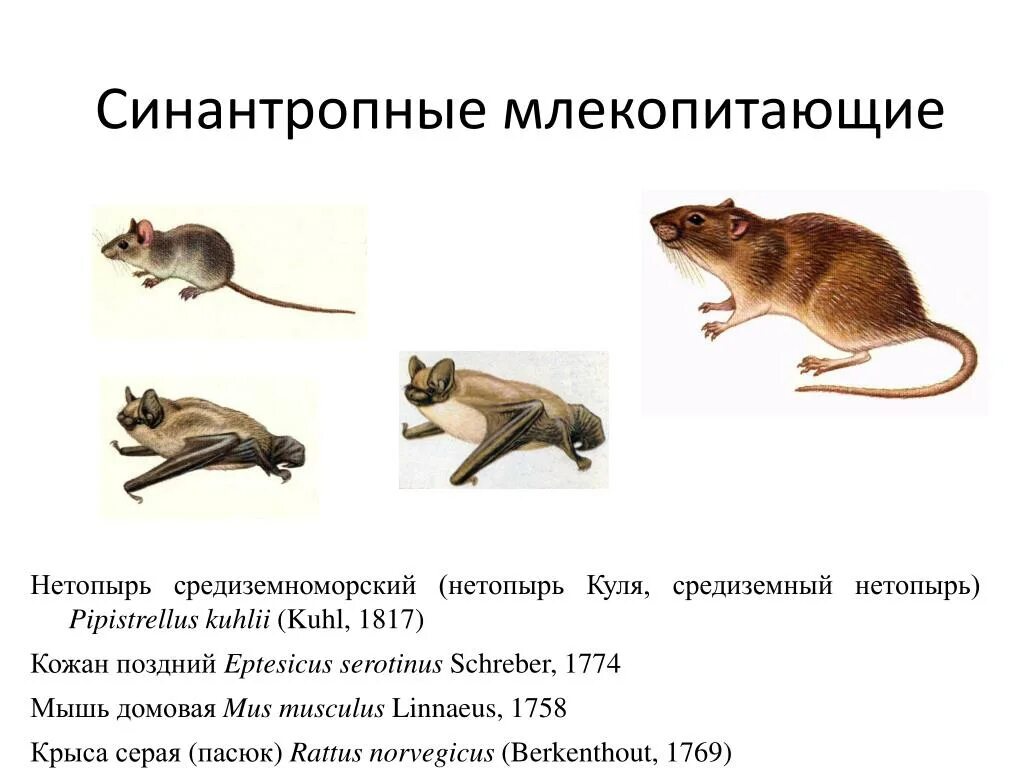 Собаку можно отнести к синантропным