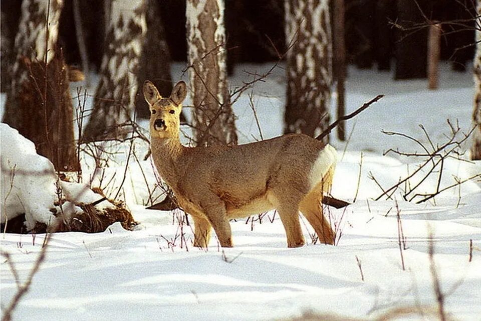 Какие животные обитают в новосибирске. Сибирская косуля capreolus pygargus. Косуля Сибирская Красноярского края. Косуля и Сибирская косуля. Сибирская косуля Омской области.