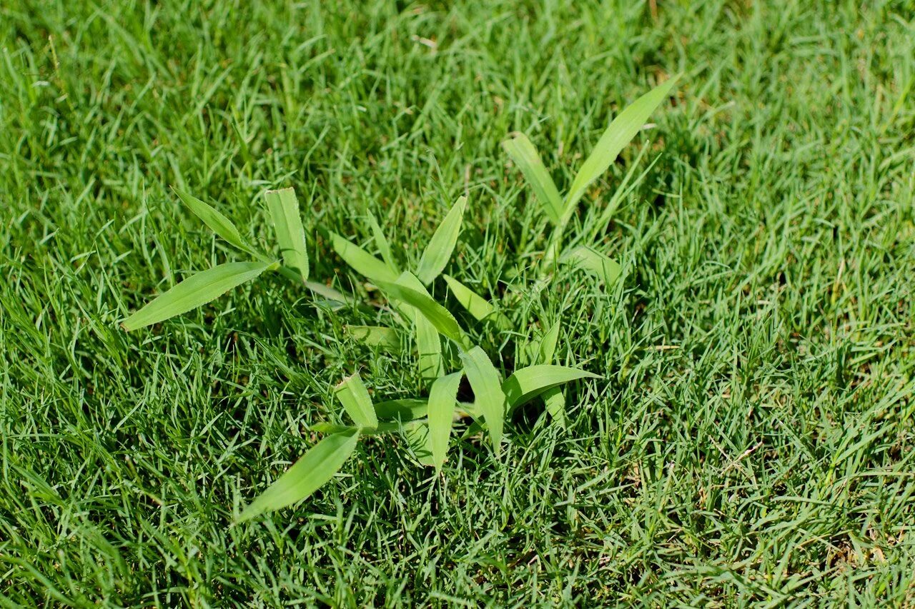 чернозем. дальше трава не расти картинки. поле пустырника. на каких полях не растет трава. на каких полях не растет трава.