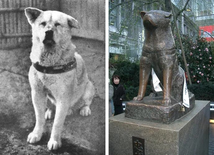 Год собаки история. Хатико 1925. История собаки Хатико в Японии. Акита ину Хатико настоящий. Настоящий хозяин Хатико.