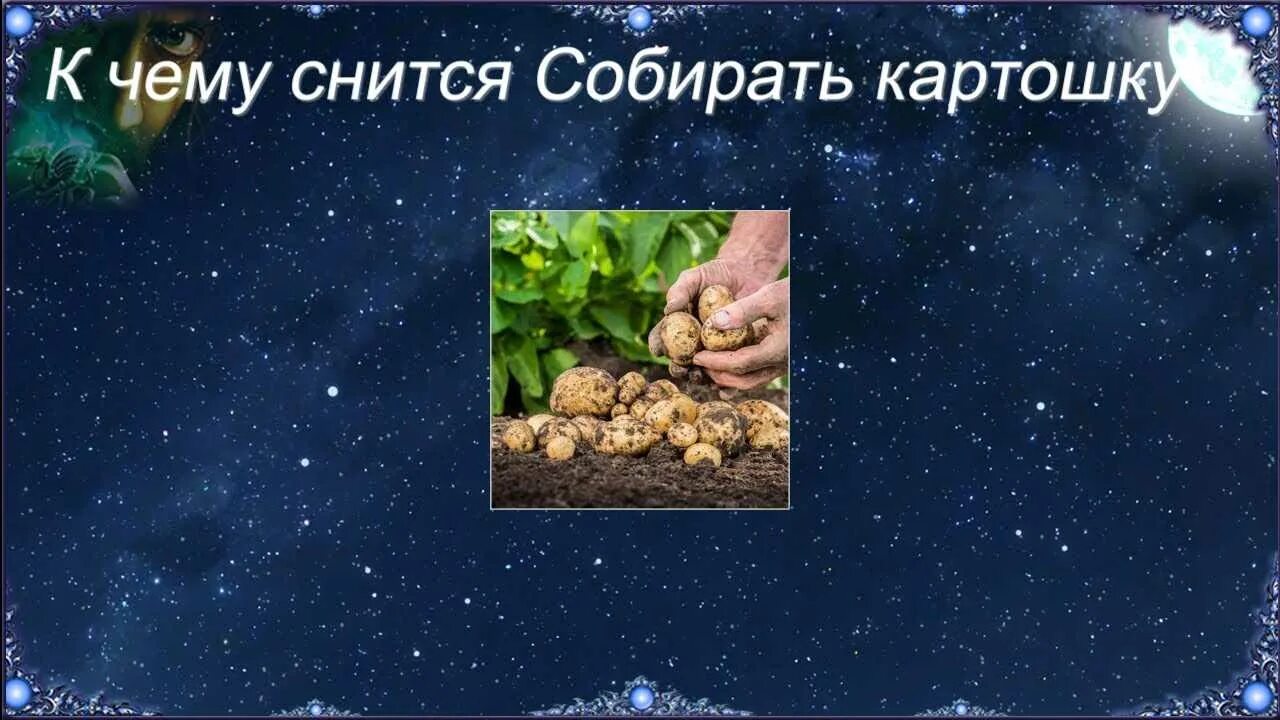 К чему снится собирать картошку. Сонник собирать картошку. Если во сне снится картошка. Толкование снов собирать картошку во сне.