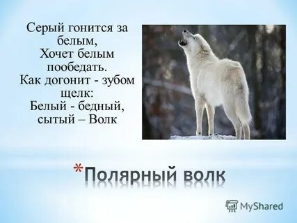 Серый волк зубами щелк