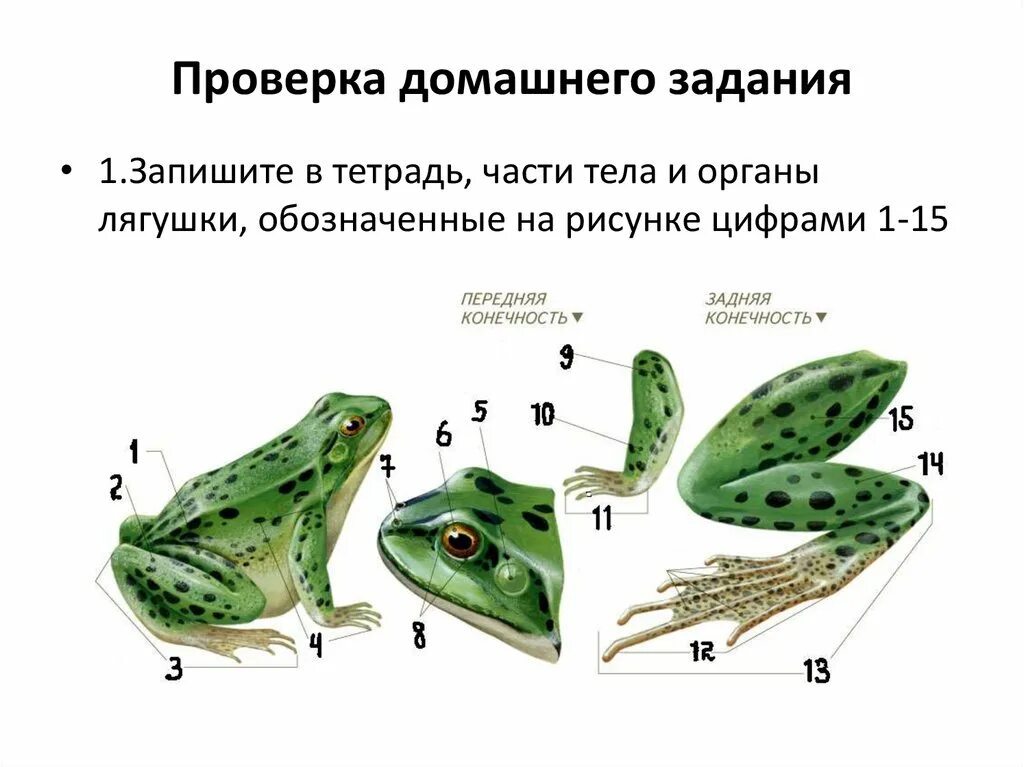 Строение и развитие земноводных. Земноводные строение биология. Класс земноводные лягушка внешнее строение. Внутреннее строение земноводных лягушка. Строение земноводные 7 класс биология.