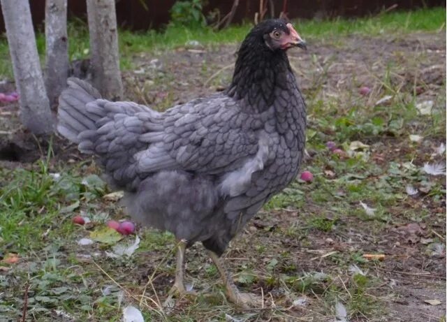 чешский доминант куры д107. чешский доминант д109. чешский доминант д107. доминант голубой д 107. фото голубого доминанта.