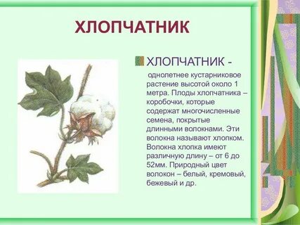 Хлопчатник дикорастущее или культурное растение