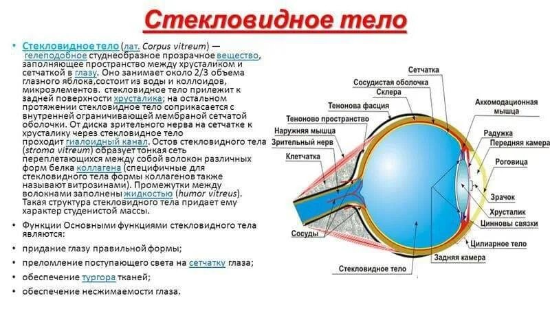 Значение правого глаза. Хрусталик роговица функции и строение. Строение хрусталика глаза анатомия. Строение стекловидного тела глаза. Функция хрусталика глазного яблока.