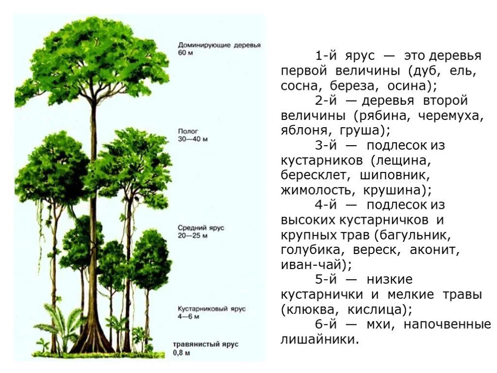 Сосна обыкновенная ярусность. Ярусность растений леса. Ярусы широколиственного леса. Ярусы леса второй ярус кустарники. Береза какой ярус