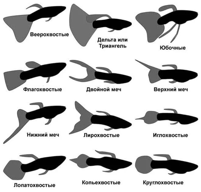 У какой рыбы хвост. Формы плавников гуппи. Формы хвостов гуппи. Гуппи классификация по форме хвоста и плавников. Гуппи Триангель.