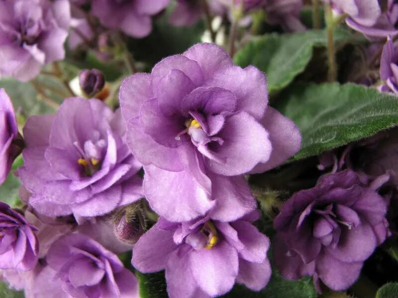 Лавандовые фиалки. Фиалка узамбарская фиолетовая. Фиалка сенполия сиреневая. Фиалка сорт поль баньян. Лавандовые фиалки.