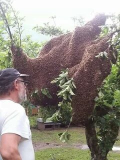 Улей самого