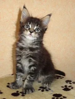 Мейн кун котенок как кормить в месяц