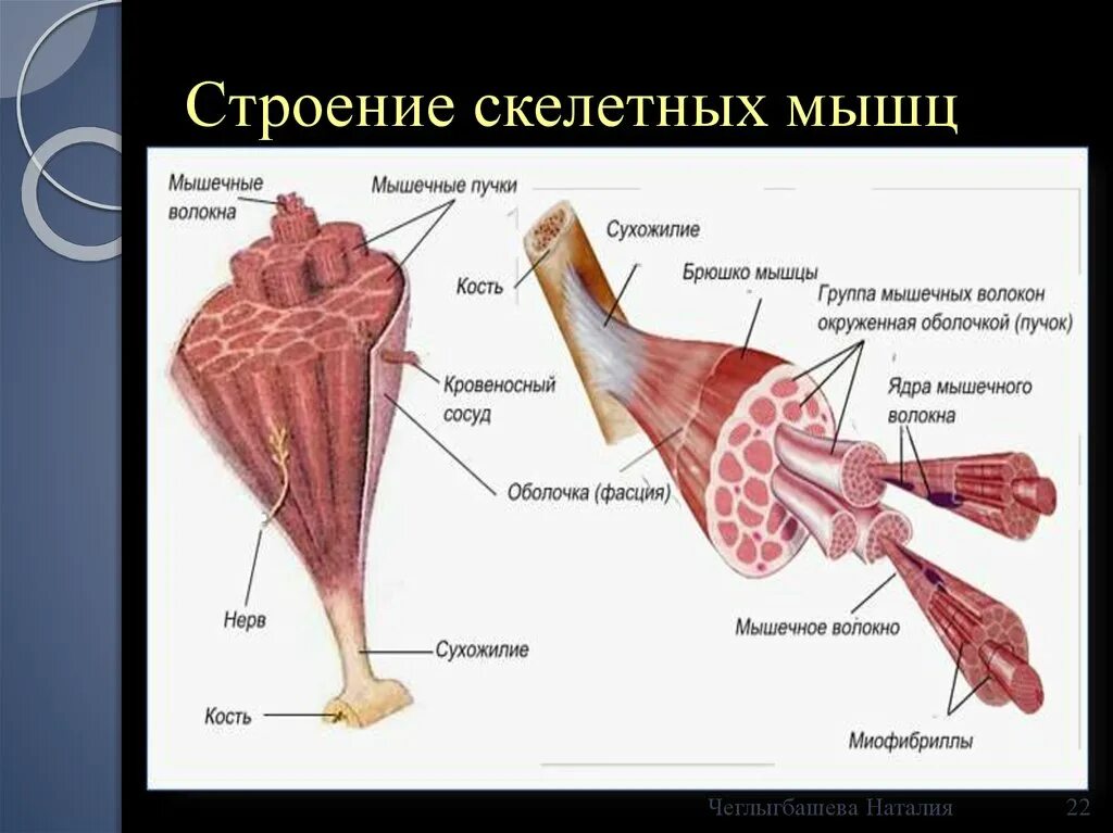 Работа скелетных мышц человека