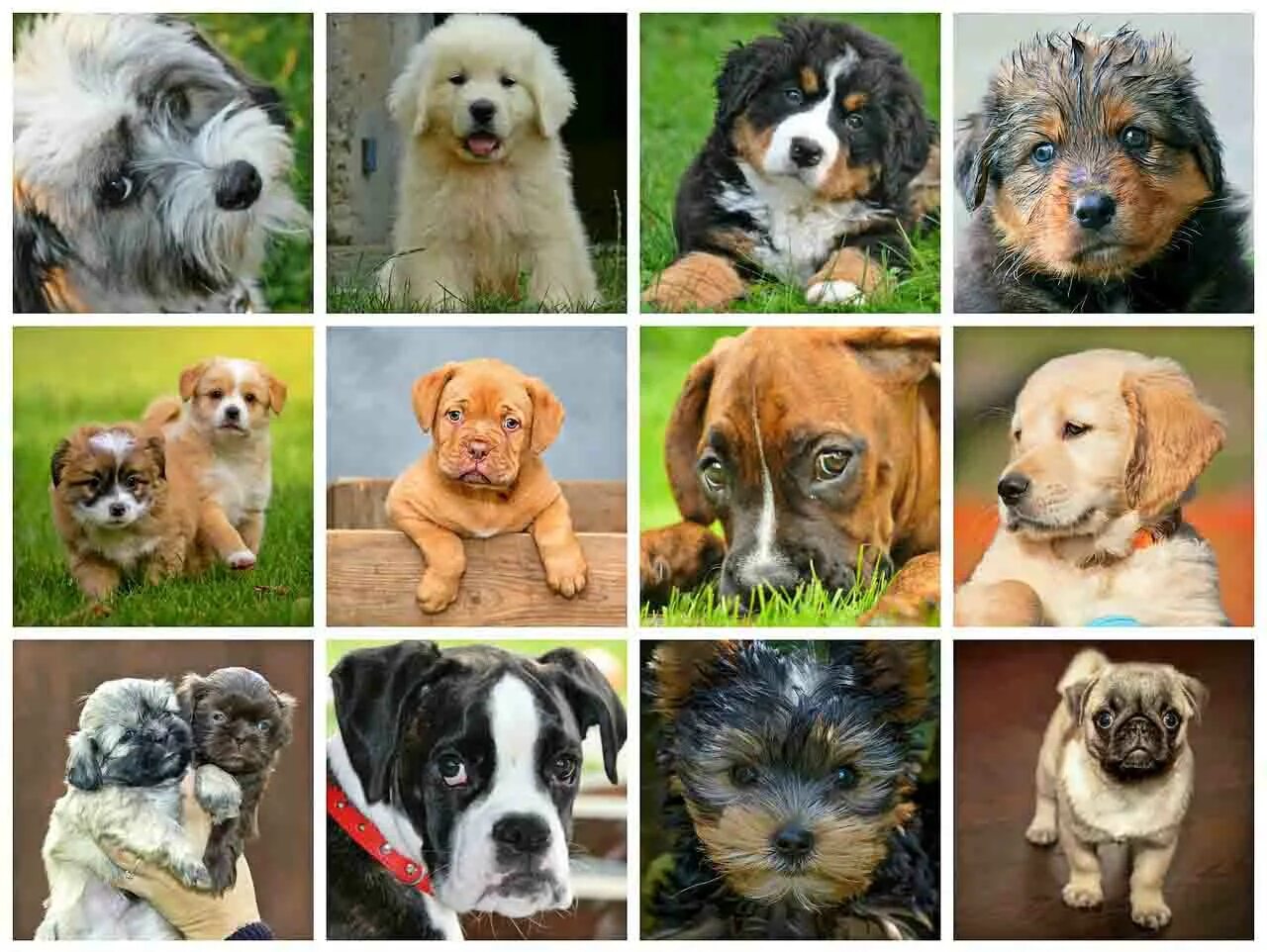 Собаки и их названия. Популярные породы собак. Разные породы собак с названиями. Породы собак с фотографиями. Покажи породу собаки фото