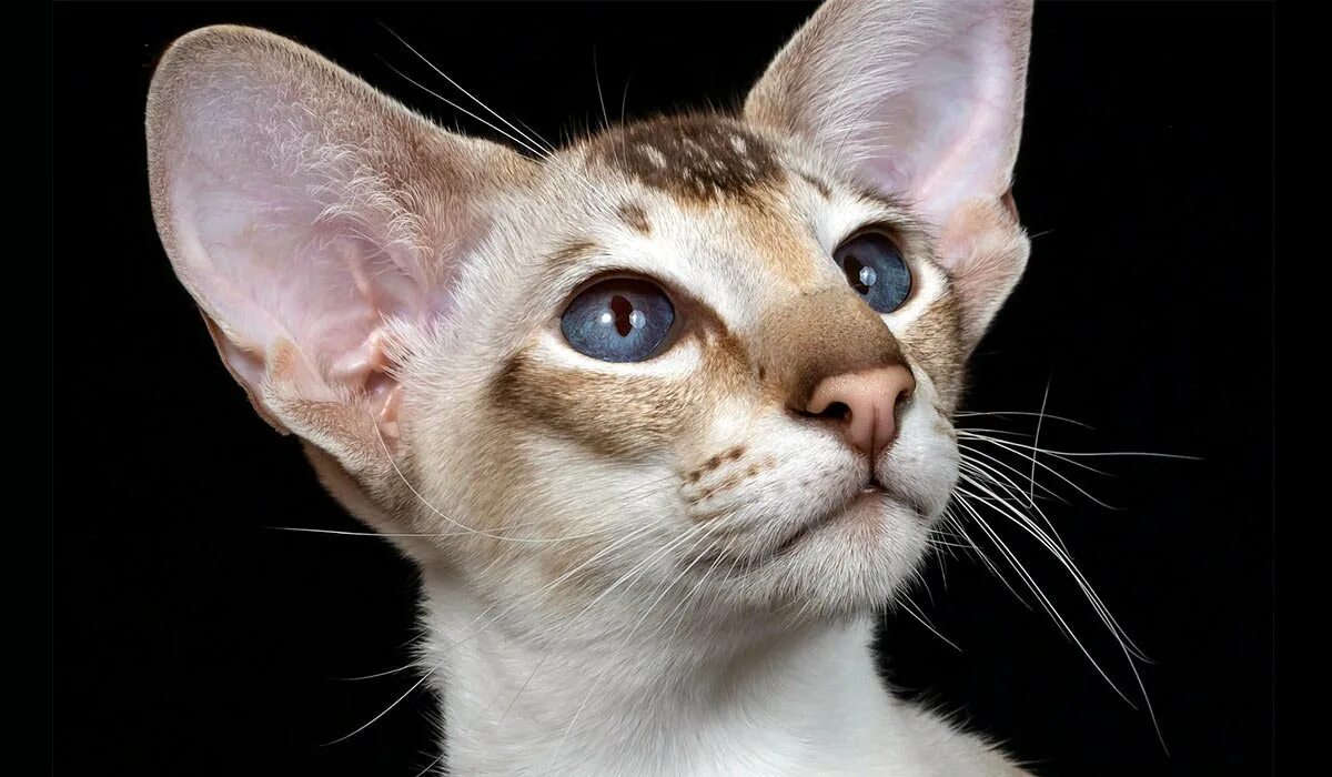 Ориентальный кот. Коты породы Ориентал. Ушастый кот Ориентал. Ориентальная кошка (Ориентал).