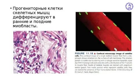 Название клеток скелетной мышечной ткани