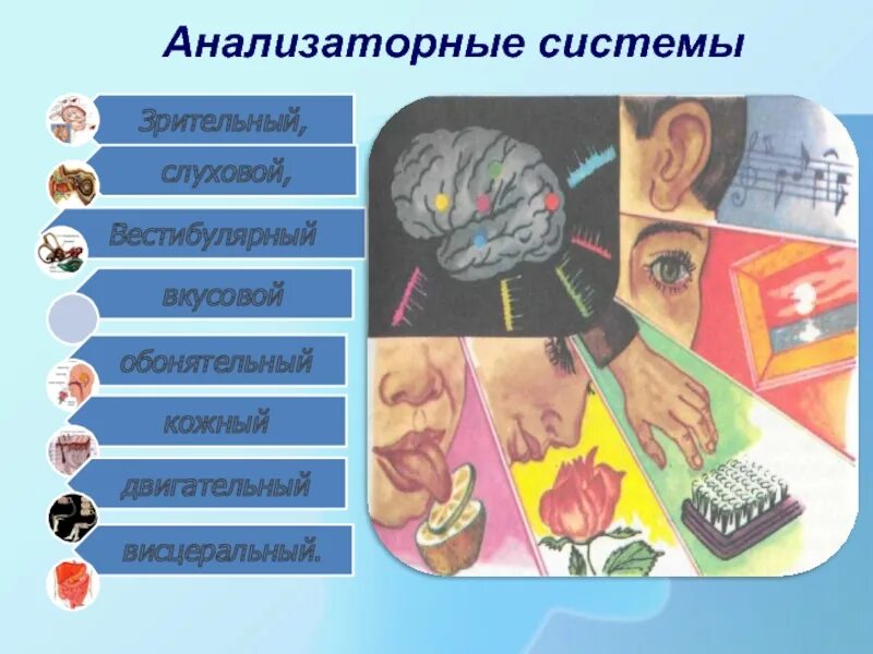 Анализаторные системы человека. Зрительный слуховой обонятельный вкусовой. Анализаторная системы память. Обонятельная, вкусовая, Зрительная сенсорные системы.