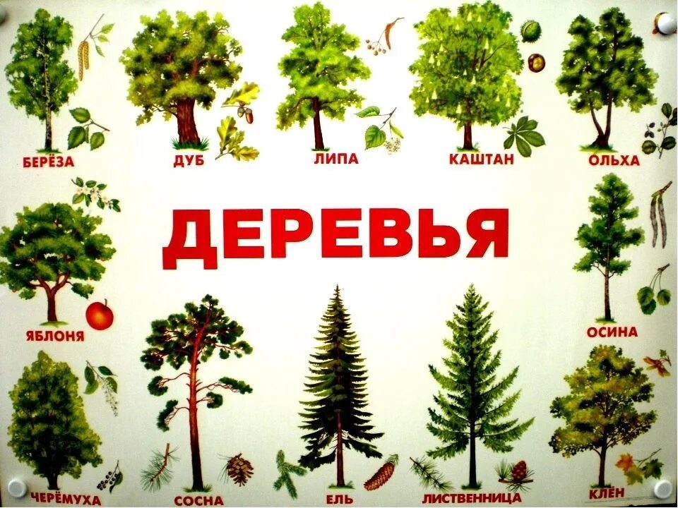 Какие группы деревьев. Деревья названия. название деревьев для дошкольников. лиственные деревья названия. развивающие карточки деревья.