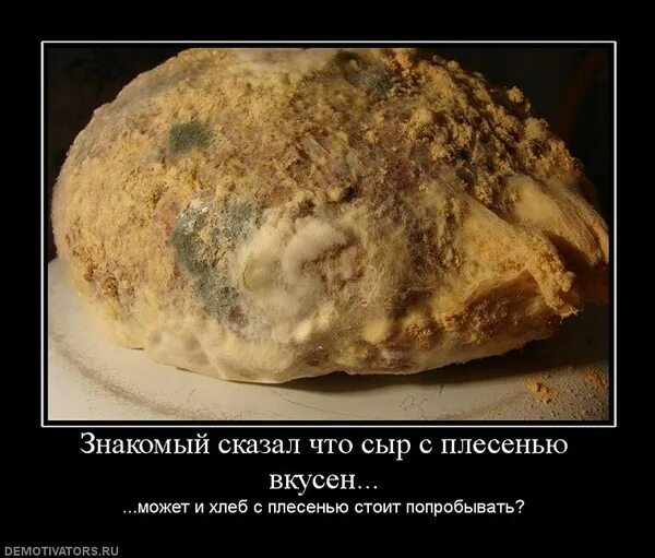 Сыр с плесенью кроссворд. Сыр с плесенью прикол. мемы про плесень. шутки про плесень. плесень на хлебе.