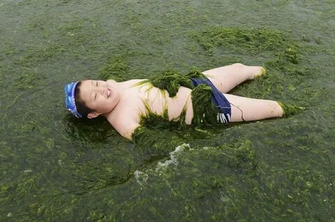 Водоросли в воде и на суше