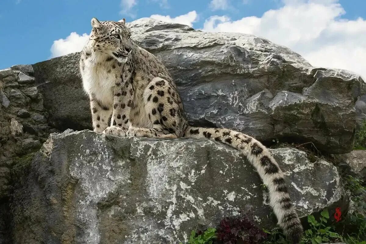 Ирбис алания. Ирбис, или снежный барс (uncia uncia, panthera uncia). Южноосетинский барс. Снежный барс uncia uncia. Снежный барс осетия алания.