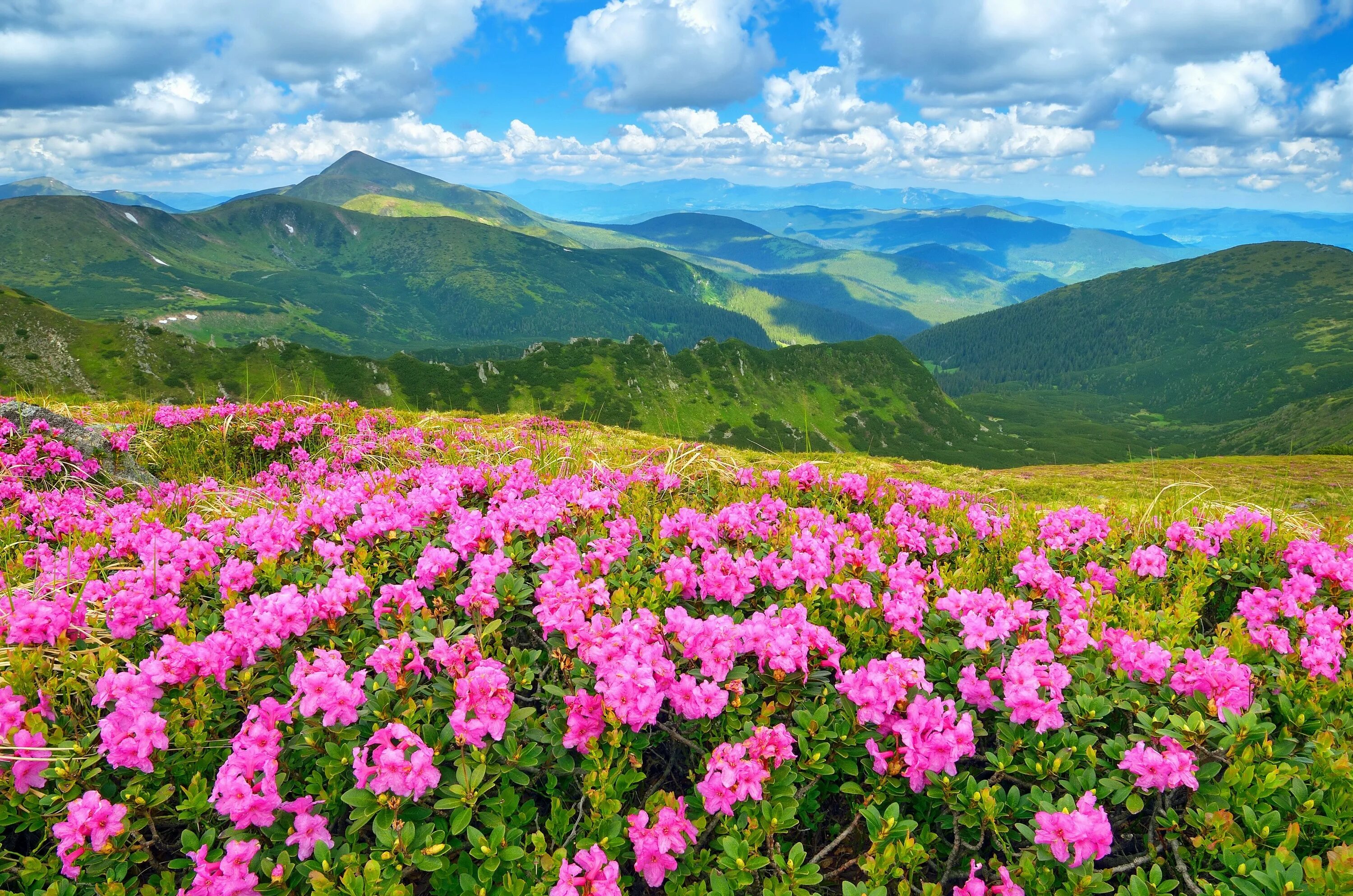 Flowers valley. Рододендрон Карпатский. Рододендрон Лагонаки. Альпийские Луга Словакии. Рододендрон в Альпах.