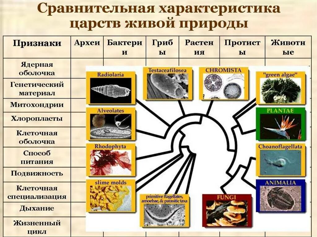 Царство растений животных грибов бактерий вирусов. Царство животных растений грибов бактерий. Характеристика Царств живой природы. Сравнительная характеристика Царств живой природы. Характеристика царств природы