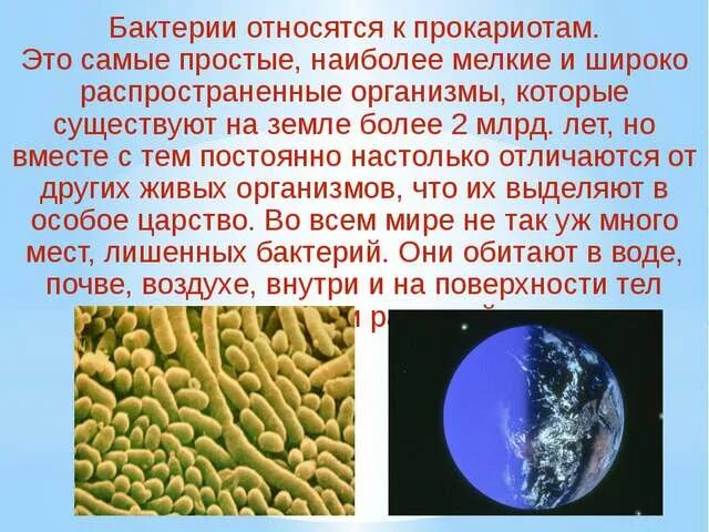 Прокариоты вирусы грибы. Бактерии являются прокариотами. Бактерии относятся к прокариотам. Что относится к бактериям. Организмы относящиеся к бактериям.