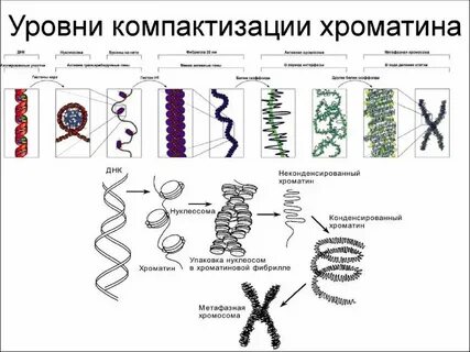 Уровни структурной организации хромосом