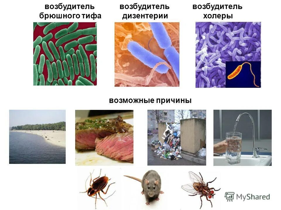кишечная инфекция тиф. кишечная инфекция тиф.