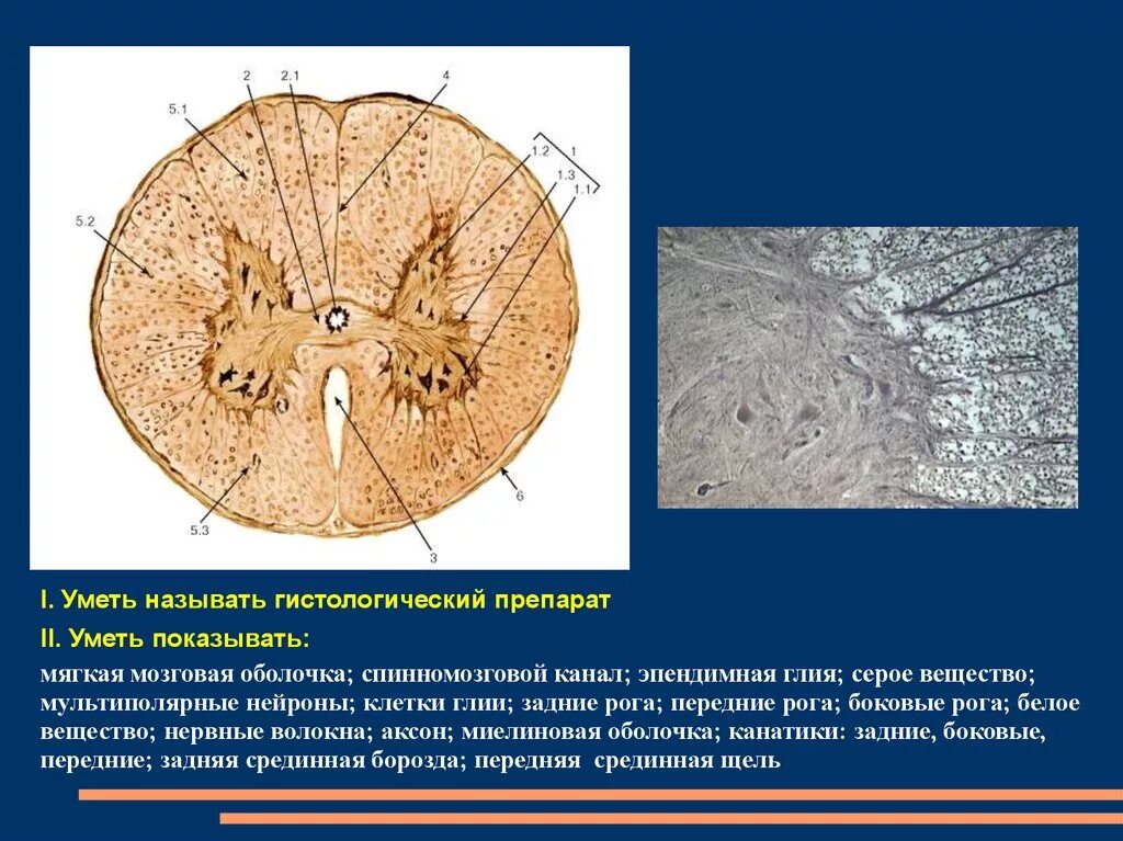 Срез спинного мозга гистология. Нейрон гистология препарат. Спинной мозг импрегнация серебром препарат. Нейрофибриллы в нейронах спинного мозга.