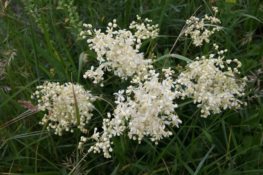 Лабазник шестилепестная. Лабазник обыкновенный Filipendula vulgaris. Таволга обыкновенная Filipendula vulgaris. Таволга шестилепестная (лабазник). Лабазник обыкновенный