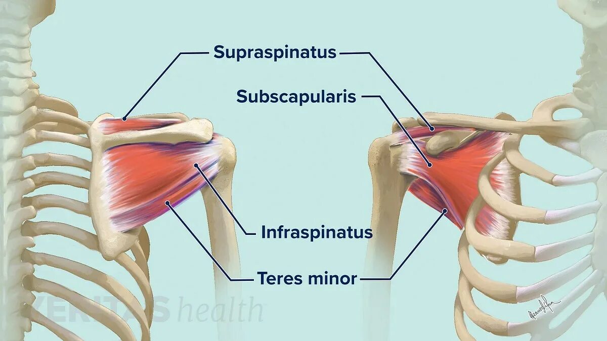Fossa subscapularis. Subscapularis мышца. плечевой сустав анатомия. supraspinatus.