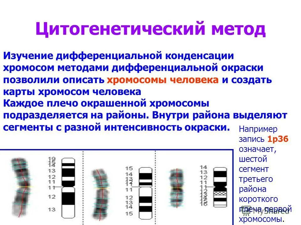 С помощью цитогенетического метода. Цитогенетический метод исследования. Цитогенетический метод изучения человека. Изучение хромосомных карт метод. Цитогенетический метод.