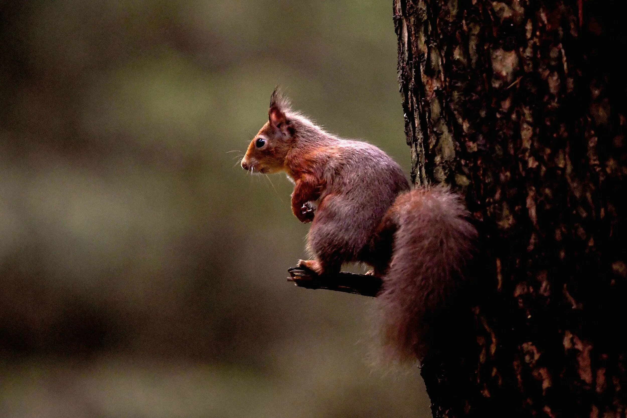 внешний вид белки. какая высота белки. вес белки. какая высота белки. описание белки.