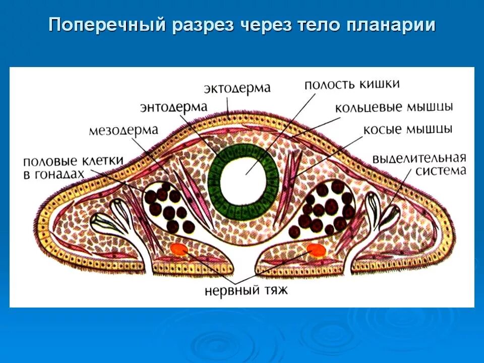 Внутреннее строение плоских. Поперечный срез планарии строение. Схема поперечного разреза планарии. Поперечный разрез плоского червя. Планария молочная поперечный разрез.