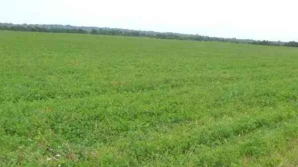 Земельный пай в колхозе. Земельный пай сельхозназначения. Земельный пай в колхозе. Участок земли сельхозназначения. Земельный участок в поле.