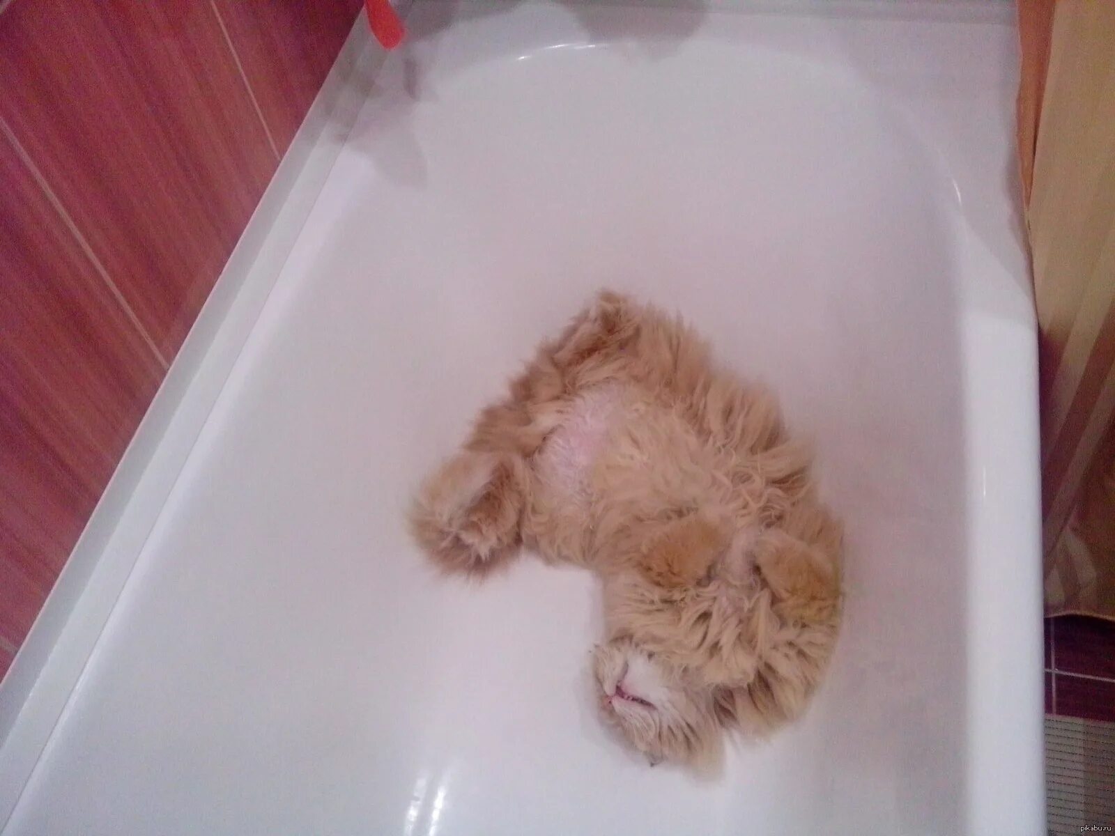 Котик в ванной. Кот лежит в ванне. Кот в ванне с пеной. Котик лежащий в ванне. Кот в ванне говорит нормально