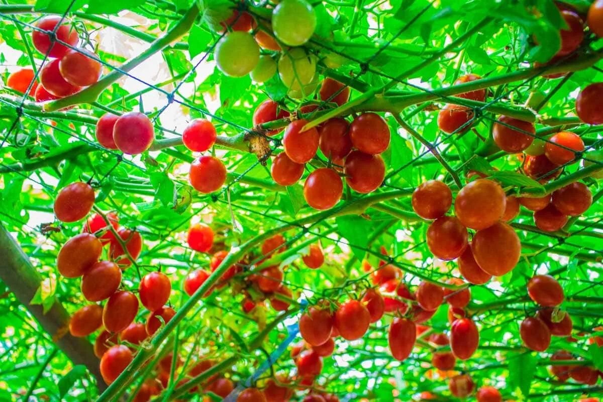 Tree tomatoes