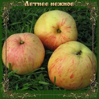 Яблоки нежность