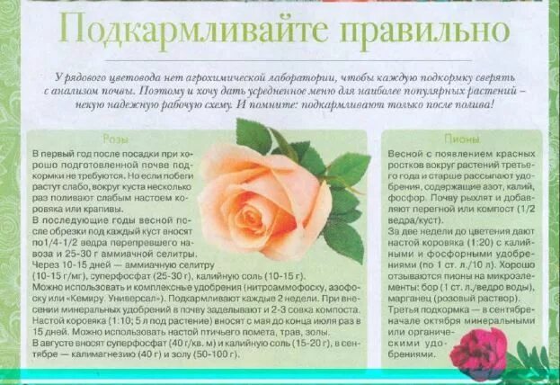 Схема удобрения роз. Схема подкормок роз в таблице. Удобрение для роз для цветения весной. Подкормка роз весной.