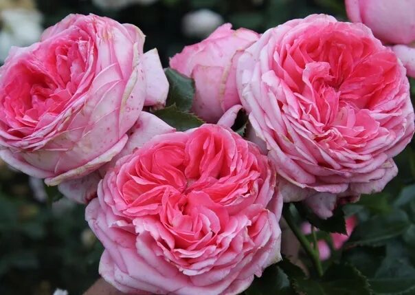 Галерея - La Rose de Molinard ® (Delgrarose) - Энциклопедия роз